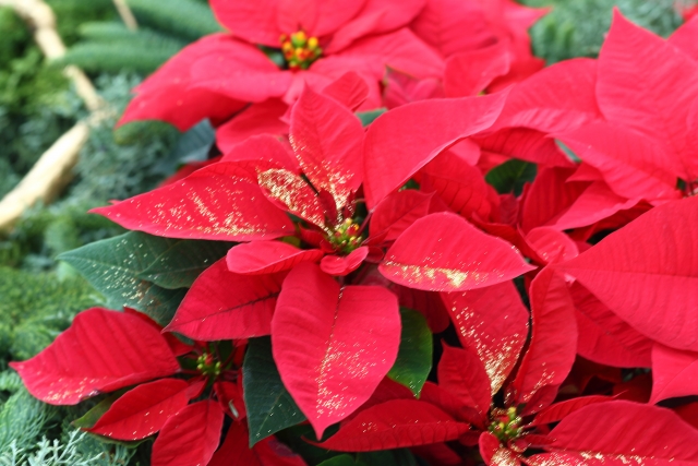 鹿児島の弁護士事務所 鹿児島シティ法律事務所 今月の写真