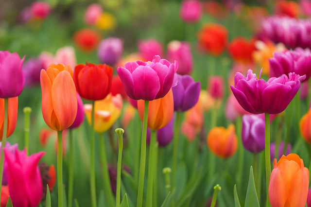 鹿児島の弁護士事務所 鹿児島シティ法律事務所 今月の写真